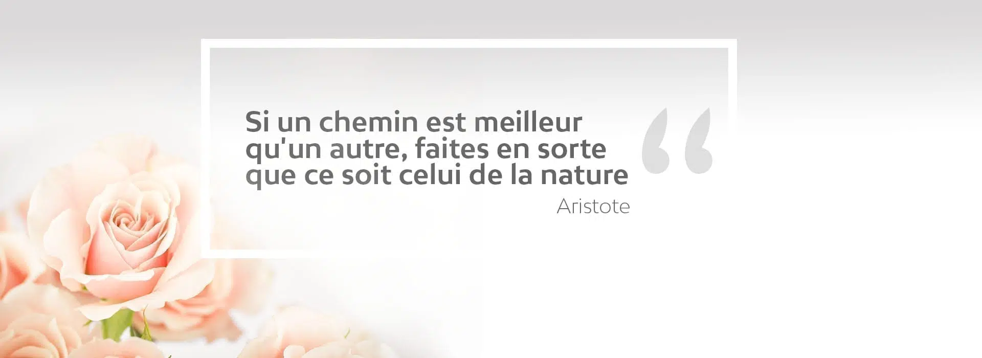 aristote-fond-rose citation Aristote